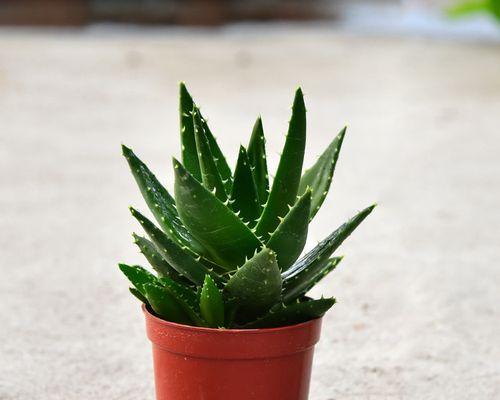电脑桌适合放什么植物？它们有什么好处？