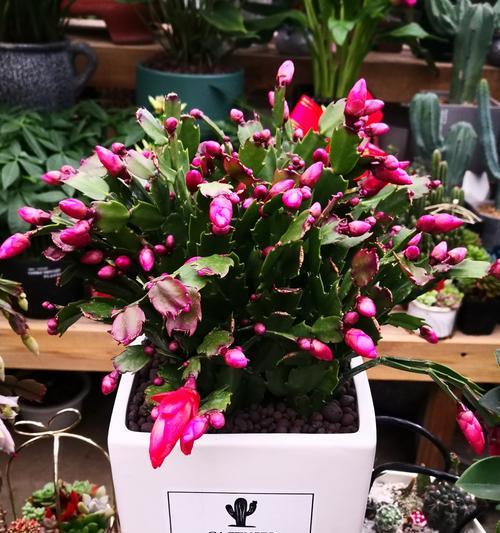 焦作花卉市场附近洗车店推荐？