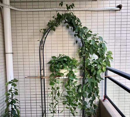 室外拱门植物的养护方法是什么？如何正确养护室外拱门植物？
