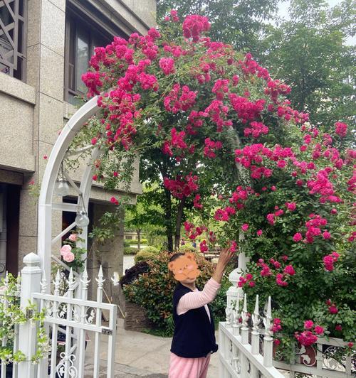 室外拱门植物的养护方法是什么？如何正确养护室外拱门植物？