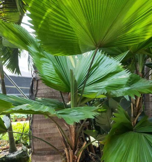 圆形柔软植物有哪些？这些植物的生长环境和特点是什么？