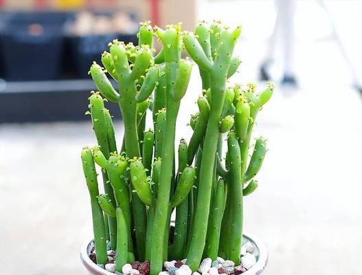 圆形柔软植物有哪些？这些植物的生长环境和特点是什么？
