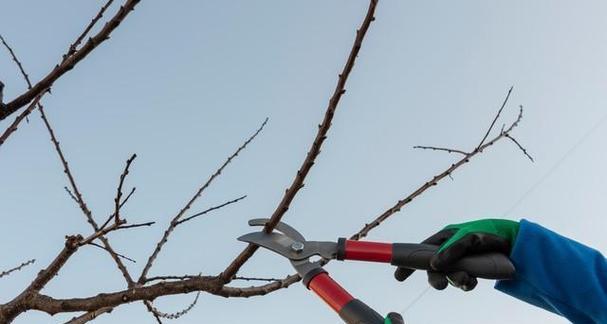 如何培养桃树结果枝组？培养过程中需要注意什么？