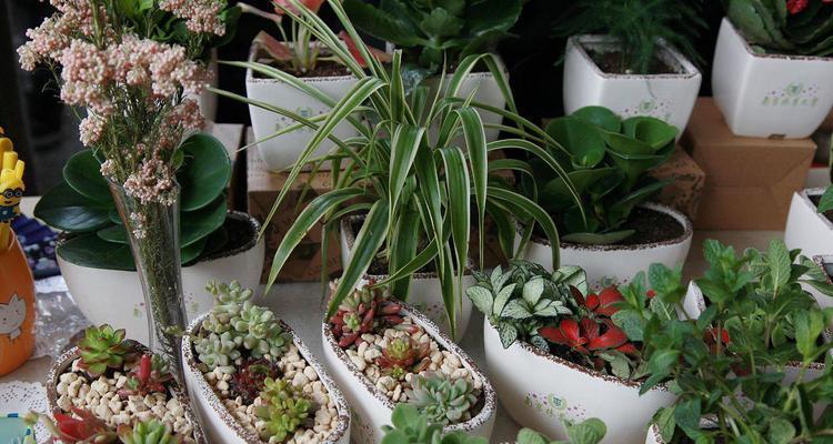 肉肉植物有哪些种类？它们的学名是什么？