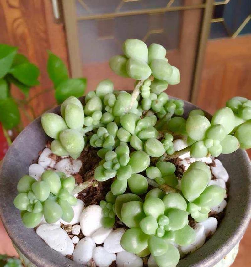 肉肉植物有哪些种类？它们的学名是什么？