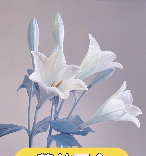 荷兰本地百合种植条件是什么？如何在本地成功种植百合？