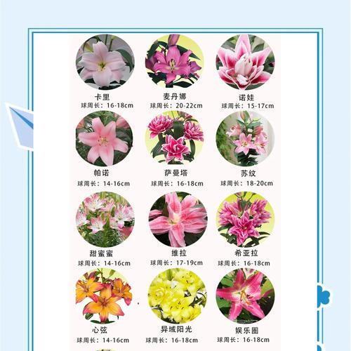 荷兰本地百合种植条件是什么？如何在本地成功种植百合？