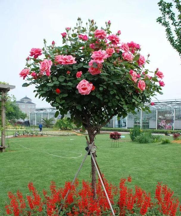 园艺花卉花木品种有哪些？它们各自适合什么样的环境？