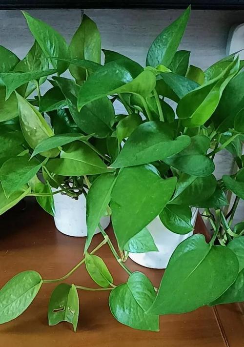 夏天适合养哪些植物？如何确保它们健康成长？
