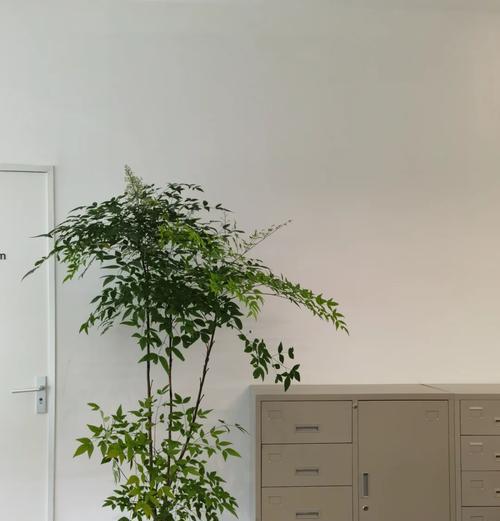 夏天适合养哪些植物？如何确保它们健康成长？