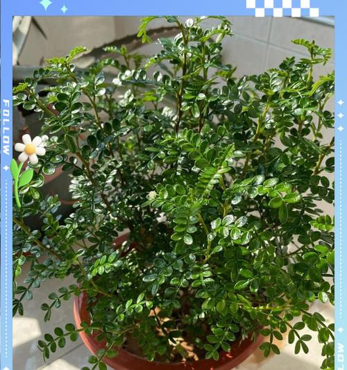 夏天适合养哪些植物？如何确保它们健康成长？