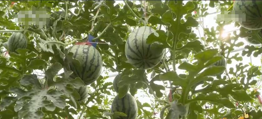 西瓜属于什么类型的植物？西瓜的种植和养护要点是什么？