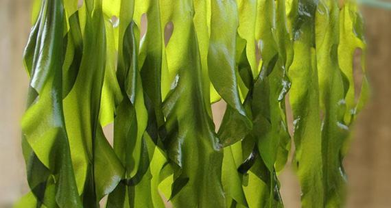 海带植物的最佳养护方法是什么？如何保证其生长质量？