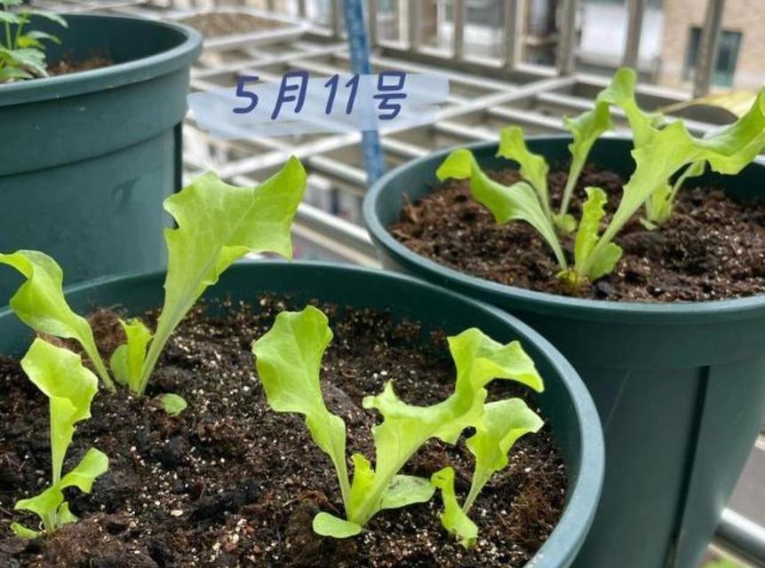 阳台盆栽野菜种植方法？有哪些注意事项？