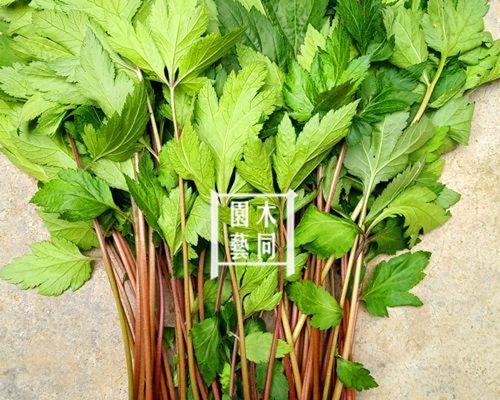 阳台盆栽野菜种植方法？有哪些注意事项？