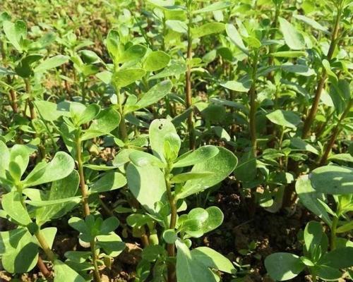 阳台盆栽野菜种植方法？有哪些注意事项？