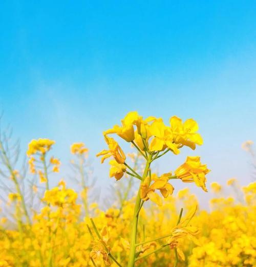 适合汉中春天种的花卉是什么？有哪些推荐？