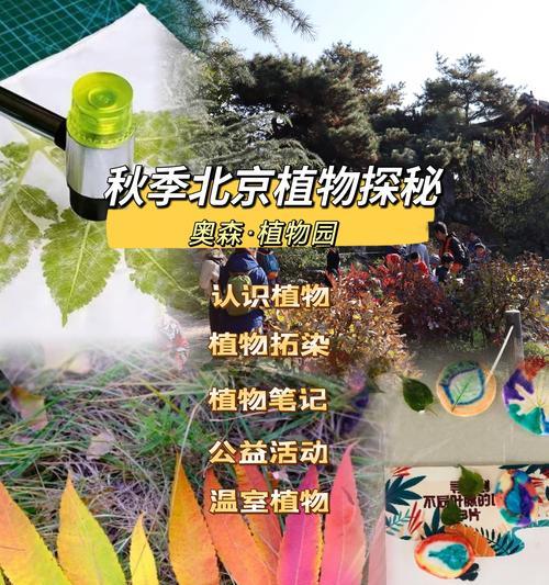秋季植物有哪些？秋季适合种植哪些植物？