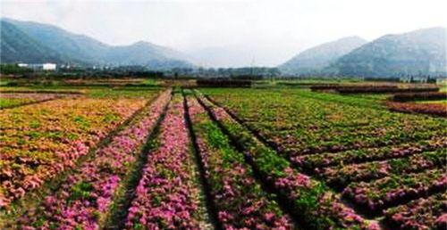 花卉种植是否需要特殊许可证？