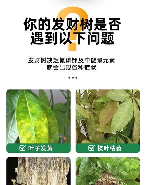 花卉叶面肥贝可的最佳使用方法是什么？应该施用哪种肥料？