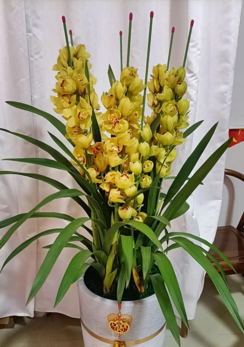 开业招财花卉有哪些花？如何选择最合适的？