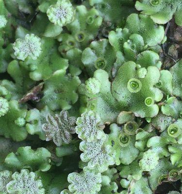 外星植物如何种植？它们的生长条件是什么？