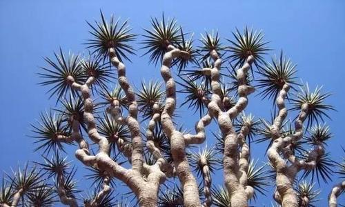 外星植物如何种植？它们的生长条件是什么？