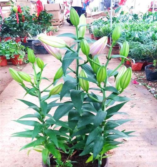 植物盒子种植需要多长时间？种植过程中需要注意什么？