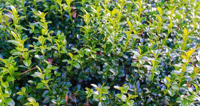 植物盒子种植需要多长时间？种植过程中需要注意什么？