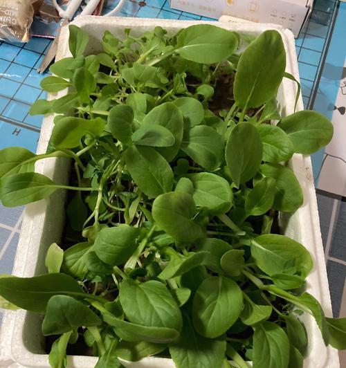 植物盒子种植需要多长时间？种植过程中需要注意什么？