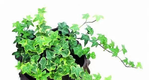 卫生间适合放置哪些植物进行除湿？