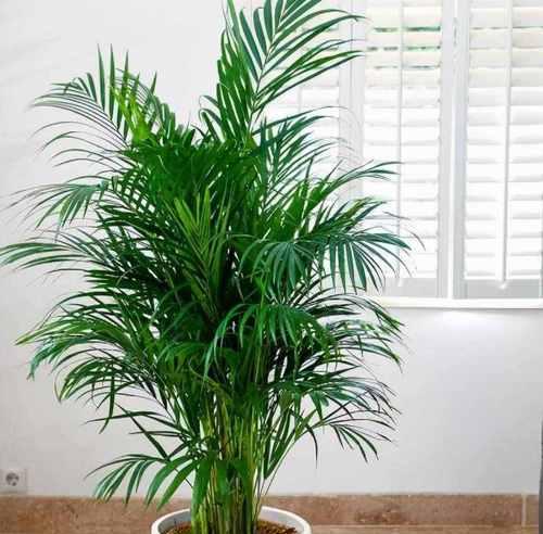 盆栽植物吸色素有什么作用？如何利用植物改善室内环境？
