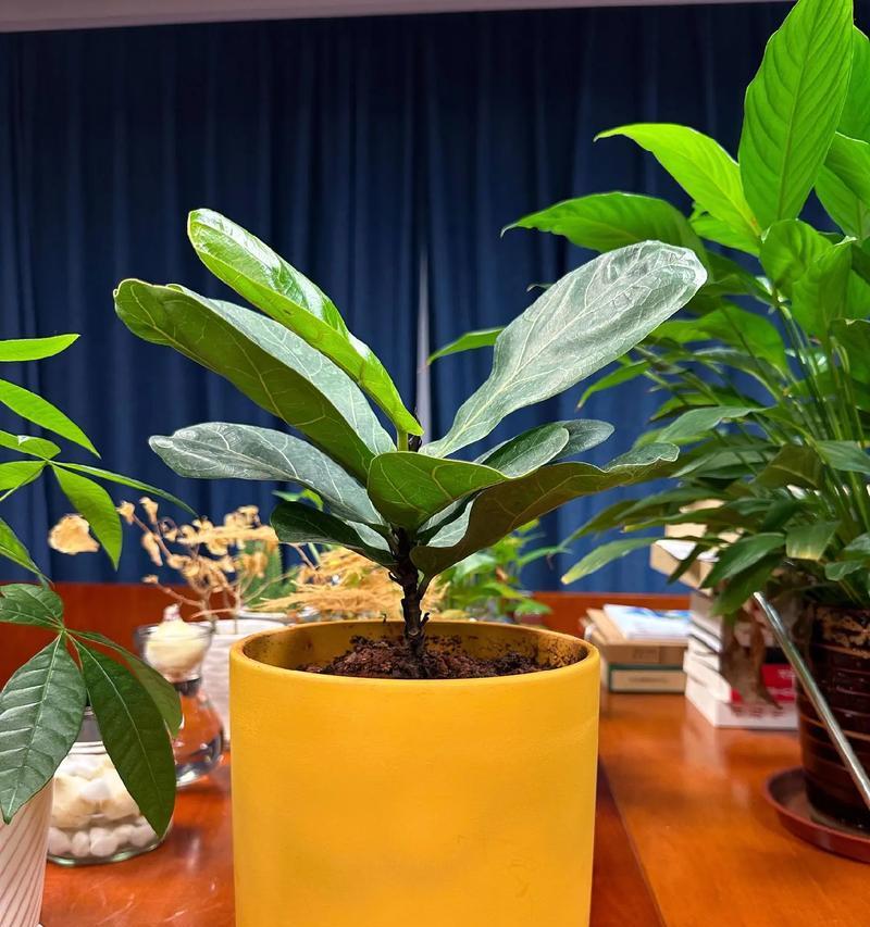 盆栽植物吸色素有什么作用？如何利用植物改善室内环境？