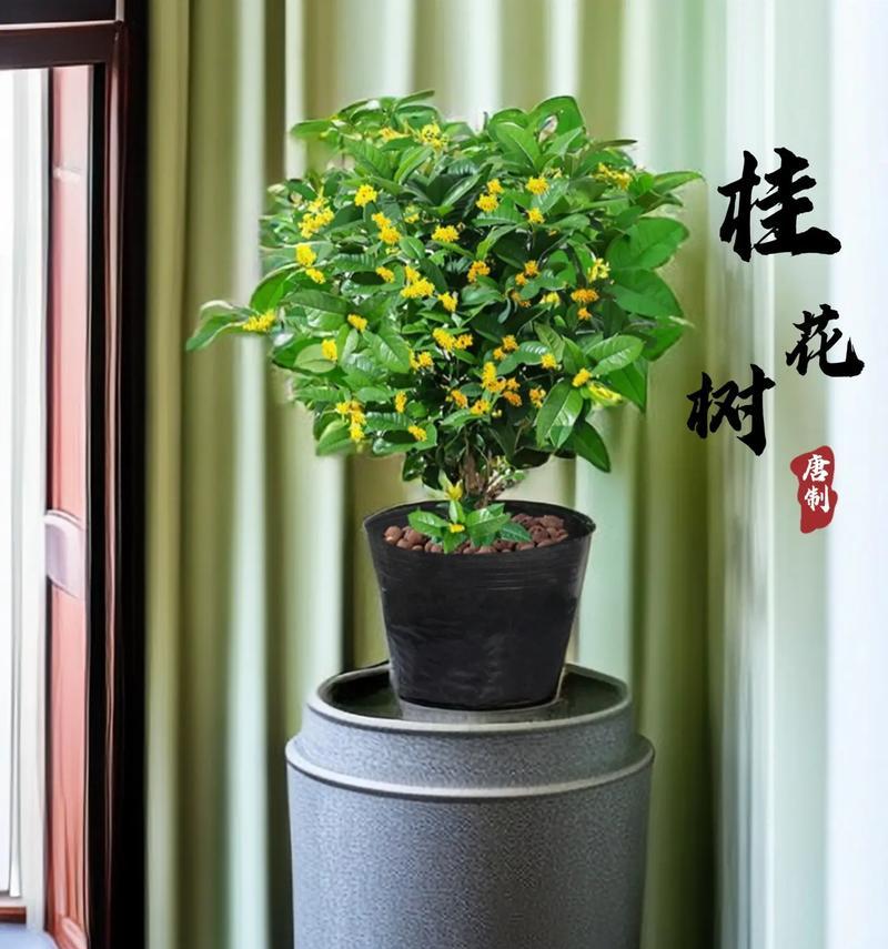 盆栽植物吸色素有什么作用？如何利用植物改善室内环境？