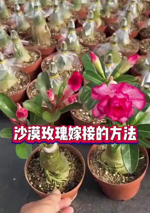 可以嫁接哪些花卉？嫁接后如何管理？