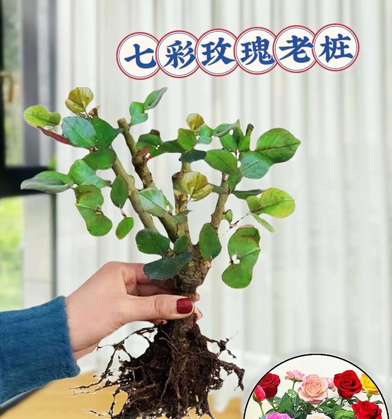 可以嫁接哪些花卉？嫁接后如何管理？