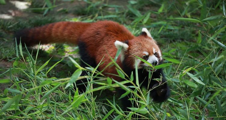 冬天有什么植物和动物？冬季如何维护植物和吸引野生动物？