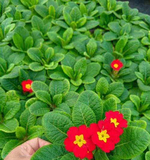阳台爬藤植物能耐旱多久？如何正确浇水保持其生长？