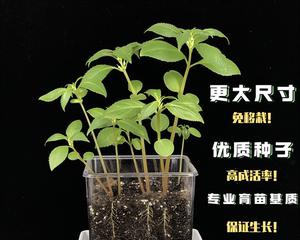 垂条植物花盆怎么种植？种植技巧和管理要点是什么？