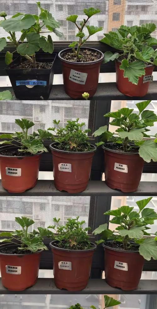 垂条植物花盆怎么种植？种植技巧和管理要点是什么？