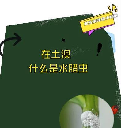 植物长飞虫怎么办？如何有效防治植物飞虫？