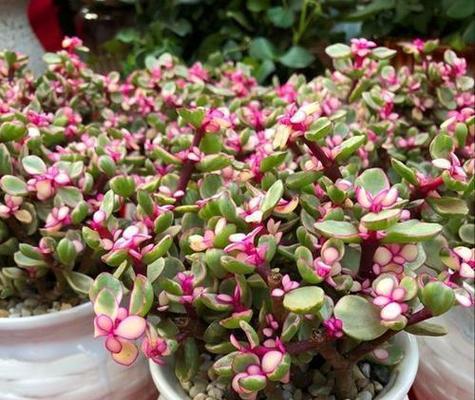 花卉类的分类方法是什么？