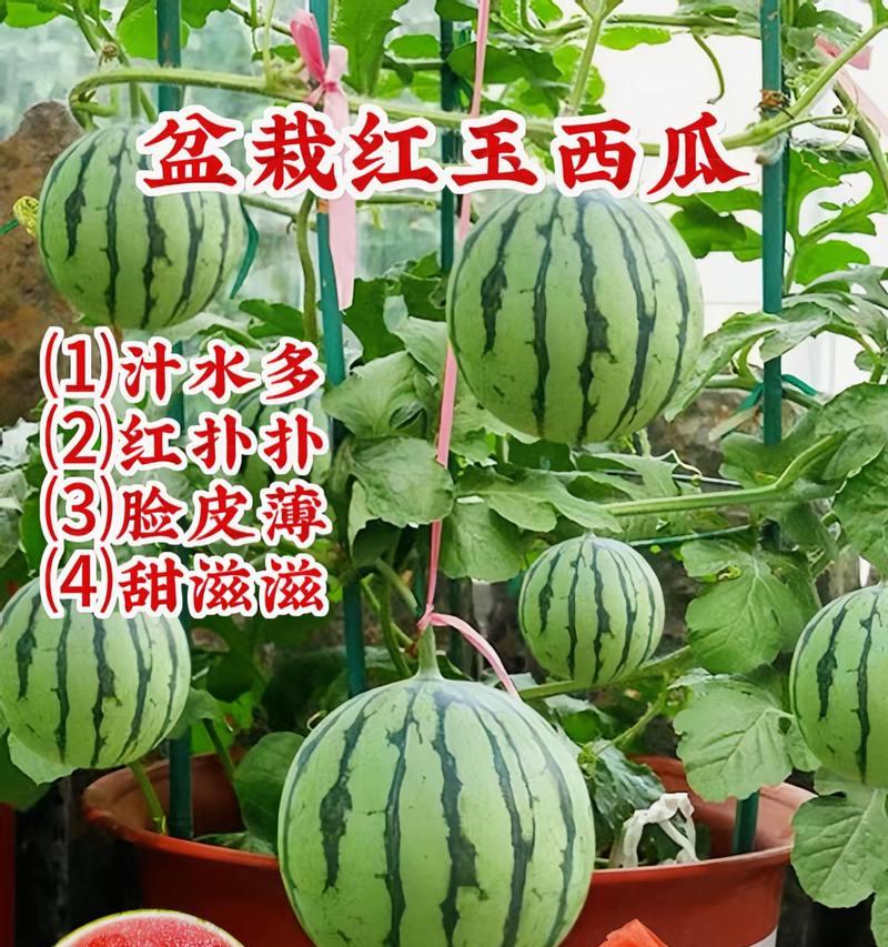 红瓤盆栽西瓜的养护方法是什么？如何保证西瓜健康成长？