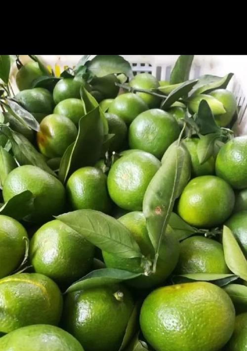 柚橘是什么植物类型的植物？它的特点是什么？