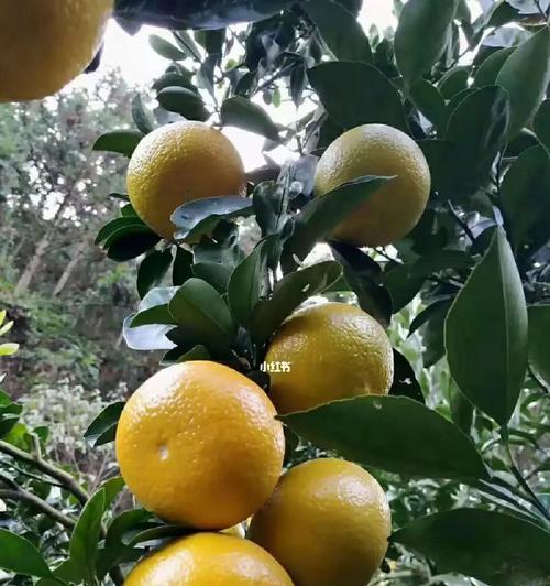 柚橘是什么植物类型的植物？它的特点是什么？