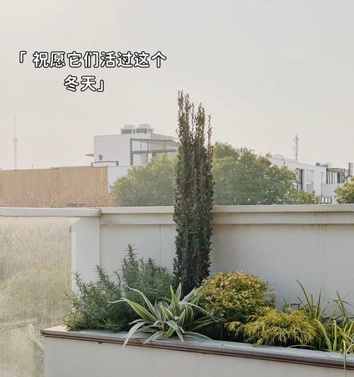 如何形容阳台植物整齐好看？
