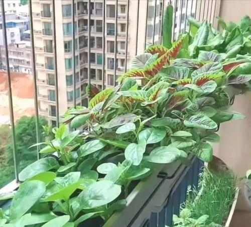 如何形容阳台植物整齐好看？
