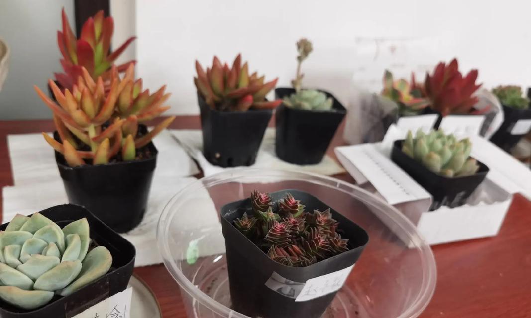 哪些植物适合陪伴工作？