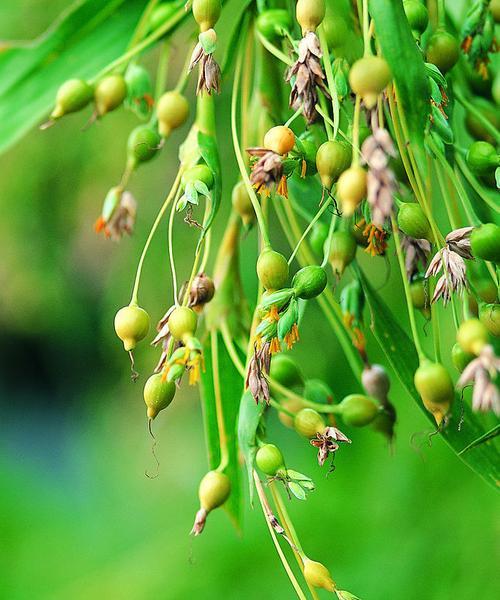 植物需要哪些重油饲料？如何正确使用它们？