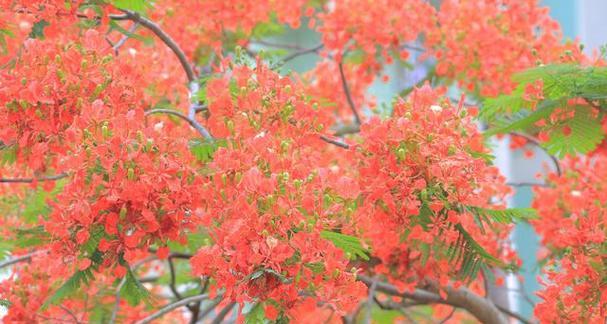 2月份可以种植哪些花卉？它们的养护要点是什么？